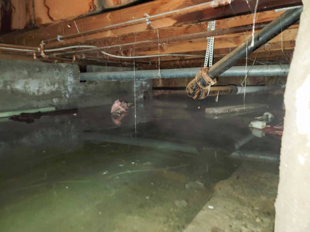 Best Water damage contractors near me  in Helmetta, NJ
